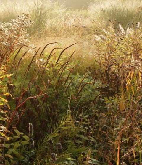 Gardens. Five seasons: the Gardens of Piet Oudolf, a documentary by Thomas Piper. Photograph by Thomas Piper
